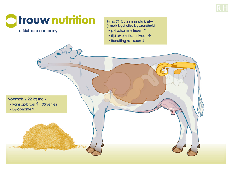 illustration cow Trouw Nutrition