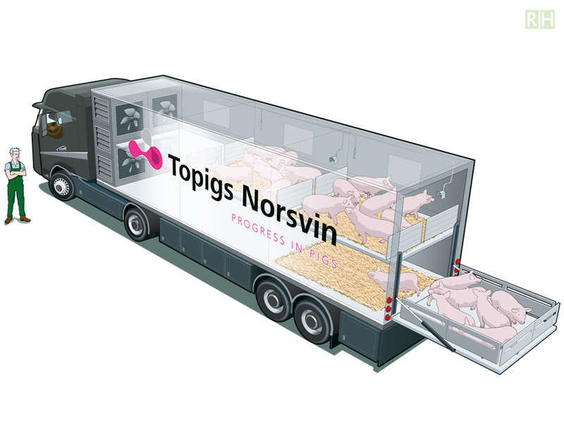 infographic Topigs Norsvin pig transport